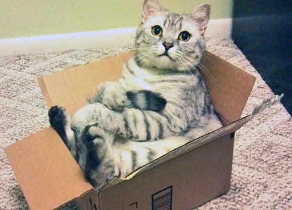 Researchers May Have Discovered Why Cats Love Cardboard Boxes