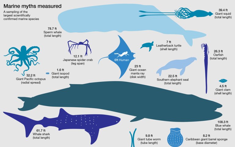 Dispelling the Myths: Largest Known Marine Life According to Science (infograph)
