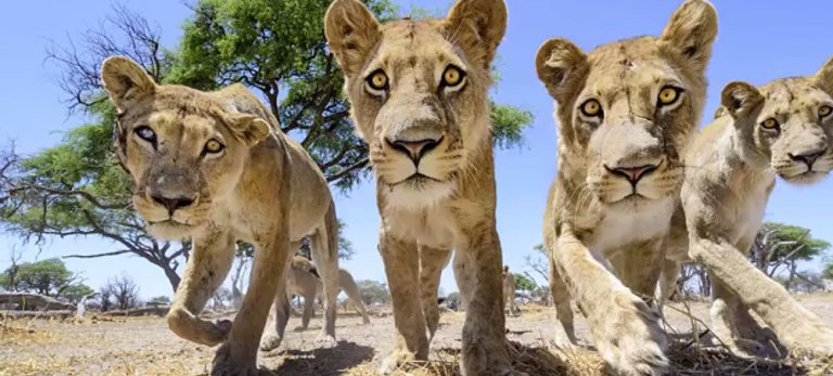 When Robot and Lion Meet: Tiny RC Car With Camera Meets Lions