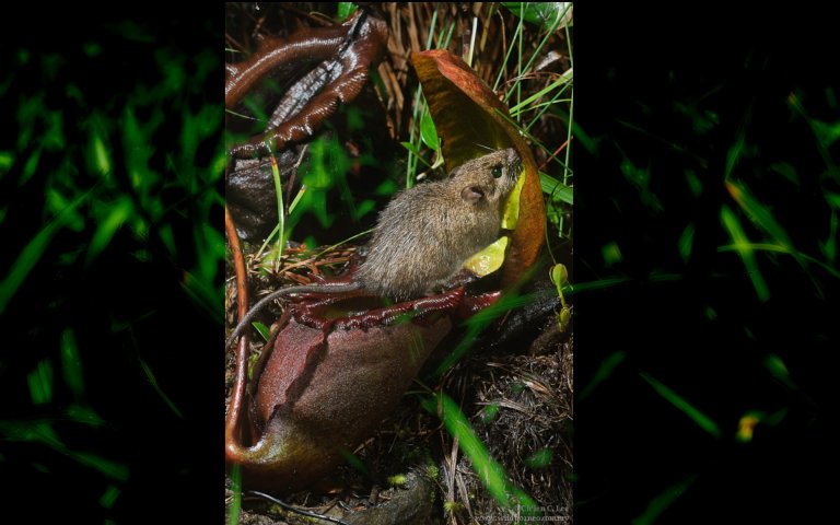 7 Clever Carnivorous Plants