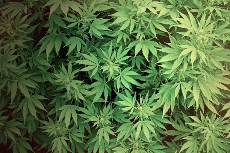 Here’s How Marijuana Drastically Shrinks An Aggressive Form Of Brain Cancer