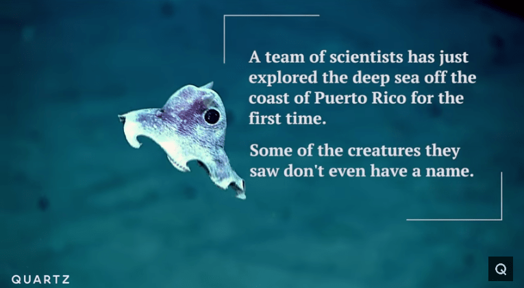 Stunning Video of Never Before Seen Marine Life