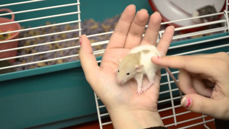 Asthma Drug Rejuvenates Brain of Old Rats
