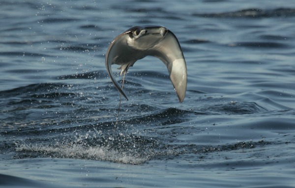 Watch: An Enormous School of Flying Rays, Narrated by David Tennant