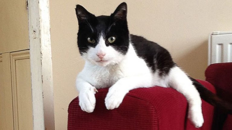The Science Behind The Record-Setting Cat Purr