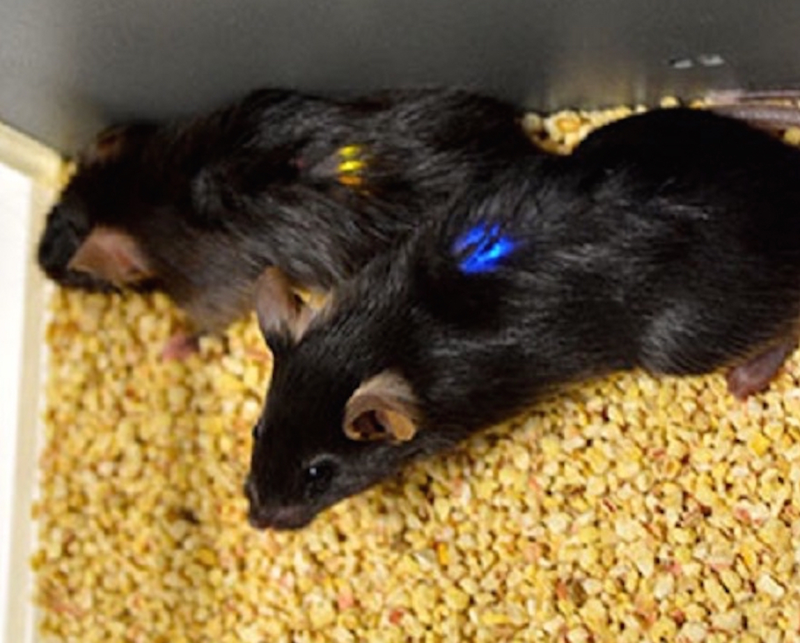 mice