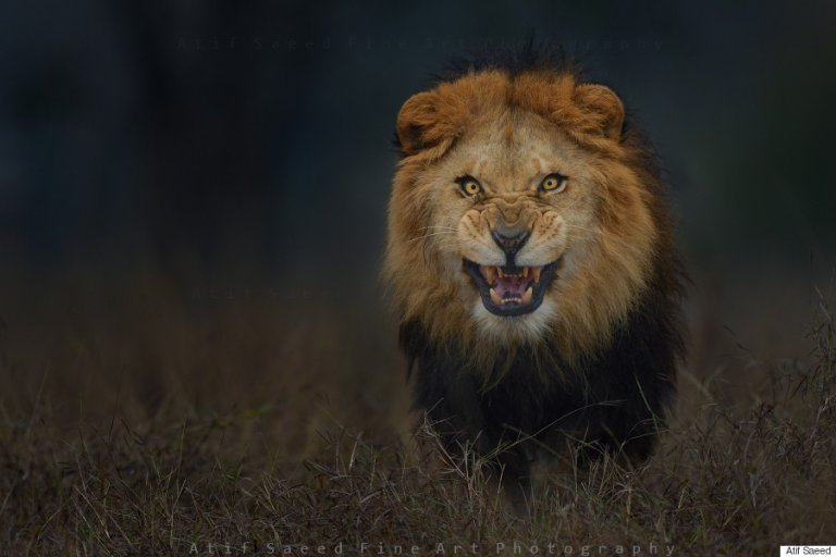This is What it Looks Like When You get Too Close to a Lion