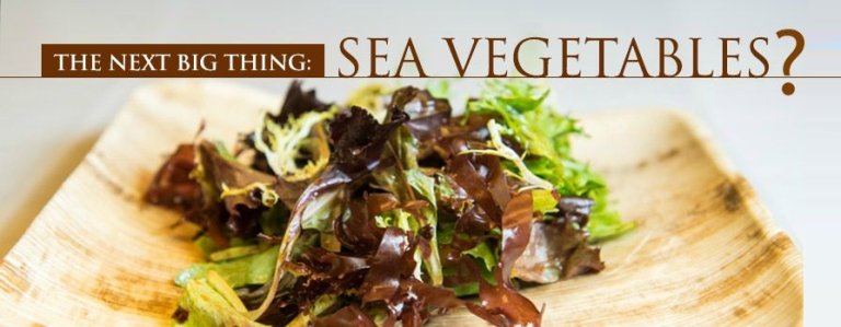 New Patent on a Living Organism: Bacon-Flavored Seaweed that can Help our Oceans