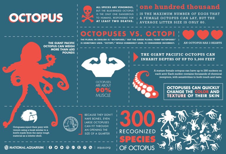 All About The Octopus (Infographic)
