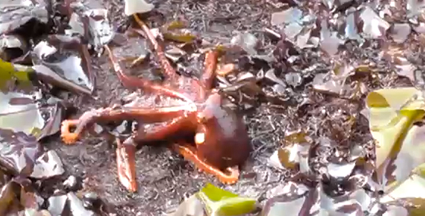 Watch: Stunning Video of an Octopus Walking on Land