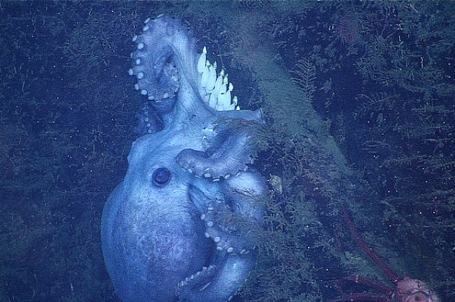 Scientists Discover Longest-Living And Longest-Brooding Octopus: Guards Eggs For 4.5 Years