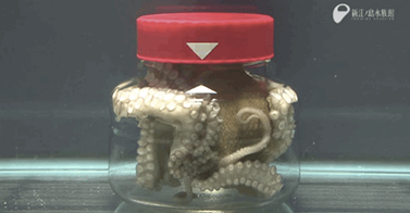 Watch Amazing Octopus Open Jar From the Inside: