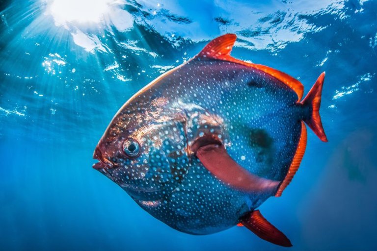Meet the Opah: The First Fully Warm-Blooded Fish