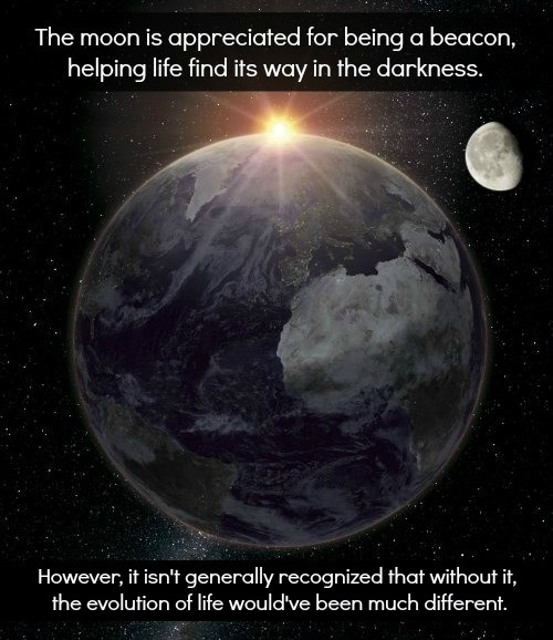 The Moon’s Role in Evolution