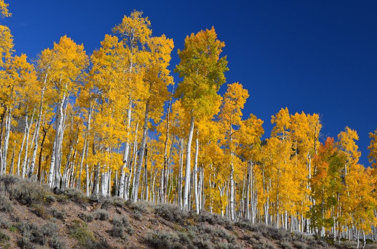 The Oldest Living Things in the World