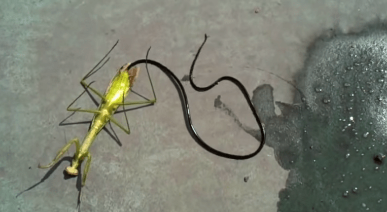 Enormous Parasite Emerges From Zombie Praying Mantis (Video)