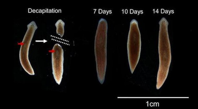 Planarians, Regeneration, and the Medicine of the Future