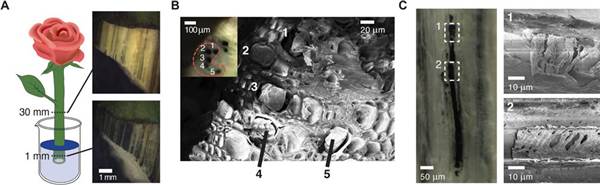 Diagram and magnified views showing the PEDOT wires in the rose's stem. Linköping University