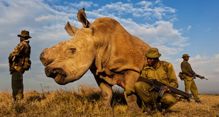 Now, There are Only 4 Northern White Rhino Left on Earth