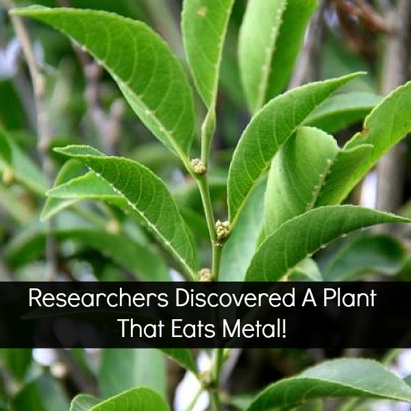 New Metal Eating Plant Could Revolutionize Green Growing: