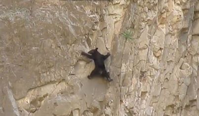 Amazing Video of Rock Climbing Bears