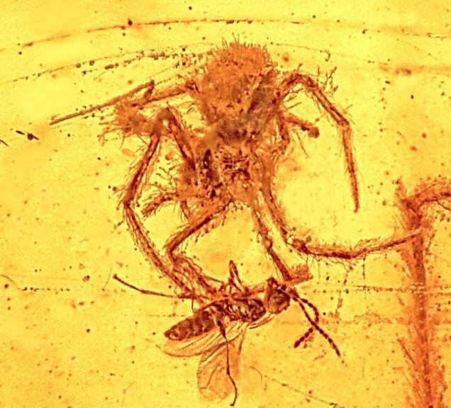 Frozen in Amber: 110 Million Year Old Spider Attack