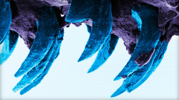 Scientists Just Discovered Nature’s Strongest Material (known to man)