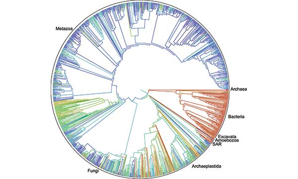 Scientists Create Remarkable ‘Tree of Life’ for 2.3 Million Species