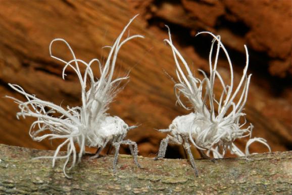 Meet the Planthopper Nymphs (and see them in action)