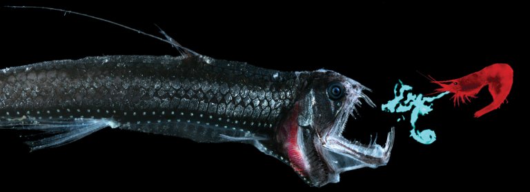 Amazing Creatures of the Deep