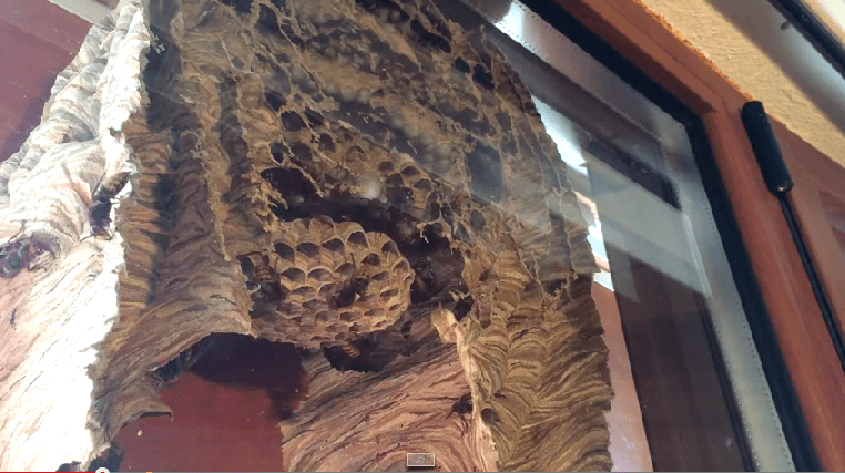 Wasp Colony On Window Provides Killer View