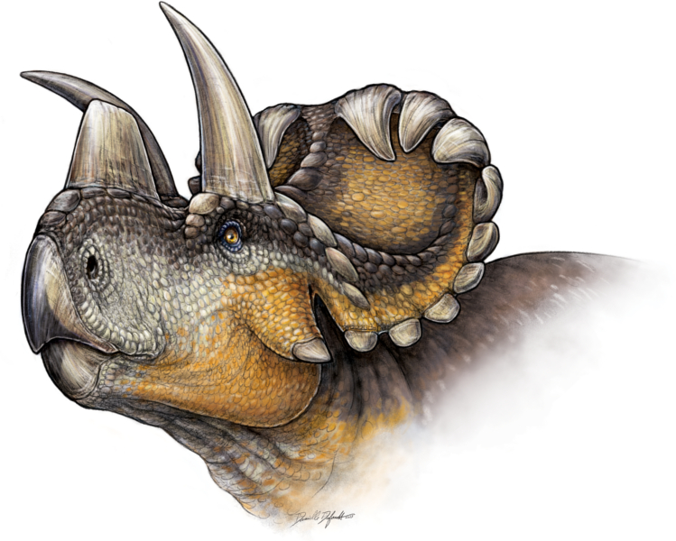 New Triceratops Cousin Found, Named Wendiceratops