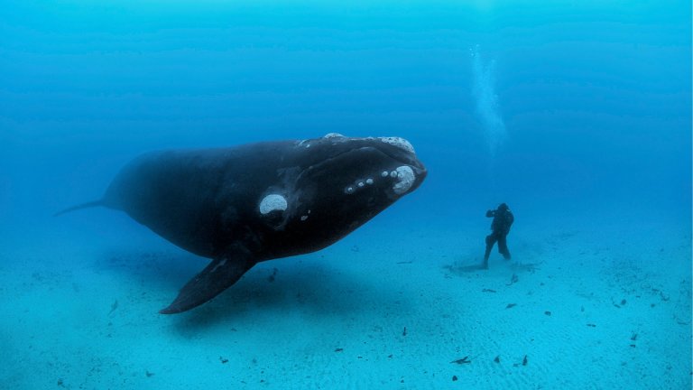 Watch: Blue Whales, Close Encounters with The Largest Creatures on Earth