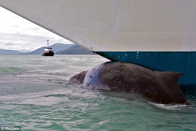 Is This Why Whale Populations Haven’t Recovered After Hunt Ban?