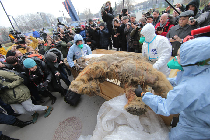 Best-preserved Mammoth Ever Found Goes on Display in Moscow