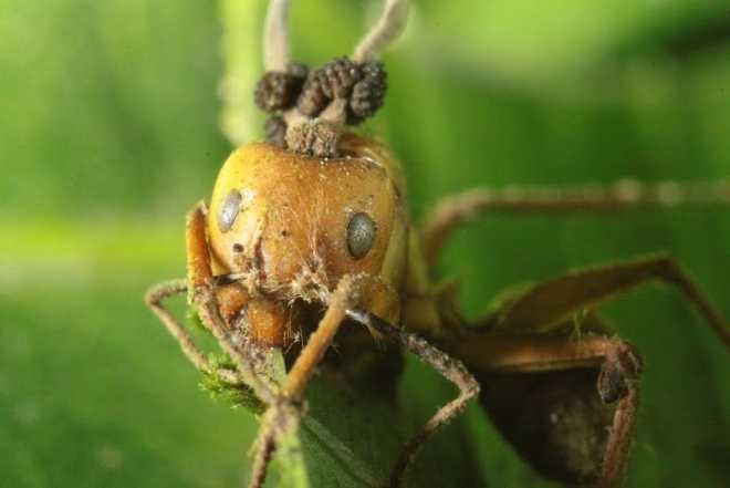 Body Invaders: Real Zombies in the Animal Kingdom