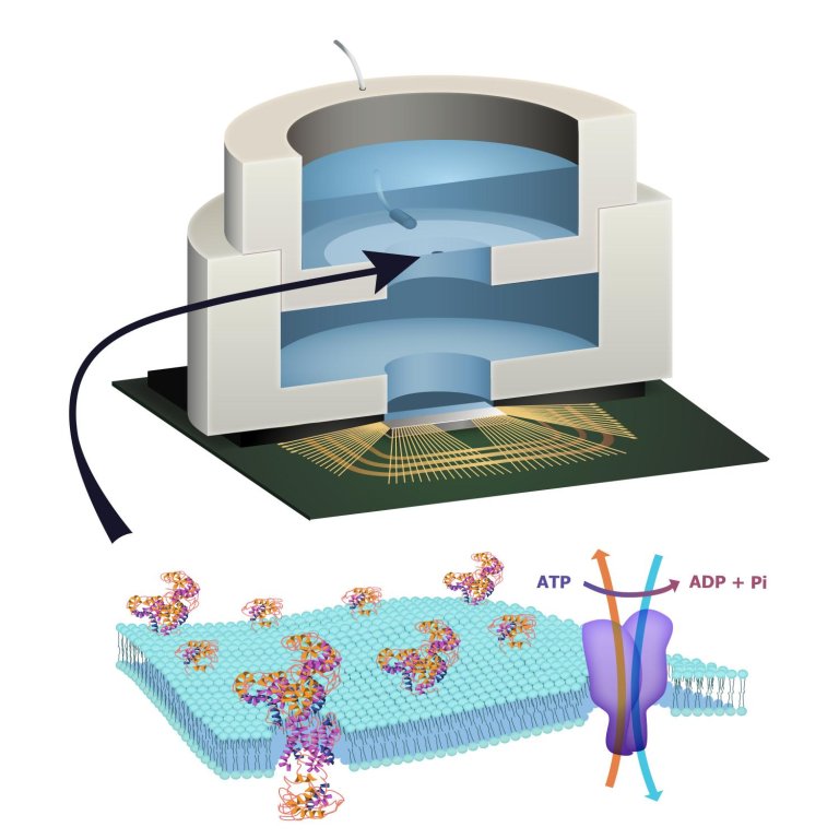 Cyborg Future: Engineers Build a Chip That Is Part Biological and Part Synthetic