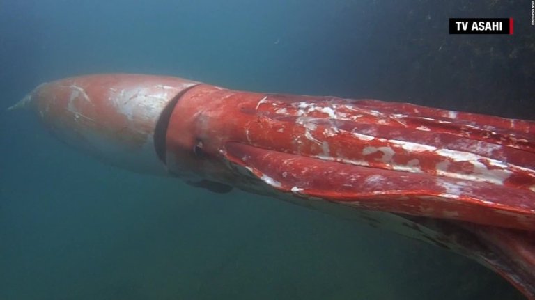 Giant Squid Surfaces in Japan, See This Behemoth of the Sea