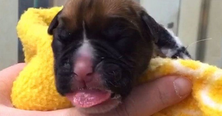 British Couple Receive Puppies Cloned From Dead Pet