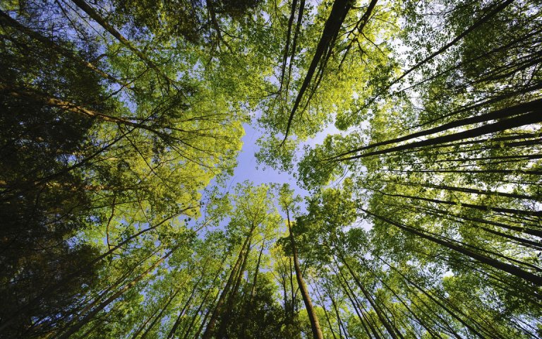 A Conservation Group is Cloning a 2,000 Year Old Cypress to Help Save Trees