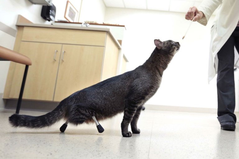 These New Prosthetics Let Vincent the Cat Walk for the First Time