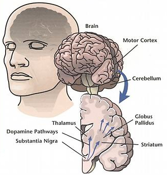 dopamine-in-Parkinsons