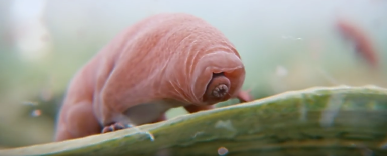 New Research Shows the Tardigrade Turns to Glass When It Dries Out