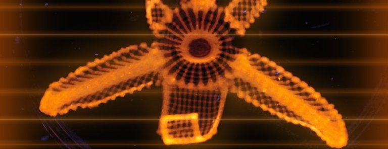 “4D Printing” Creates Objects That Change Shape