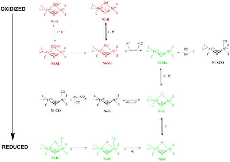 750px-Redox_states_of_NiFe_hydrogenase