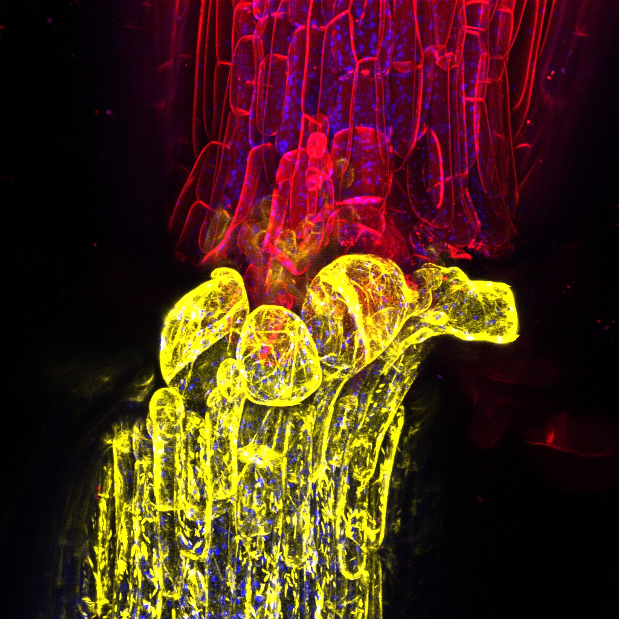 Image of two genotypes of A. thaliana used in the study (stained yellow and red to distinguish them). The movement of epigenetic information across the junction between the two organisms was studied by researchers. Credit: Charles Melnyk at The Sainsbury Laboratory, Cambridge University.