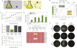 Schematic illustrating the effect of the light-activated nanomaterial Image credit: Nature Materials
