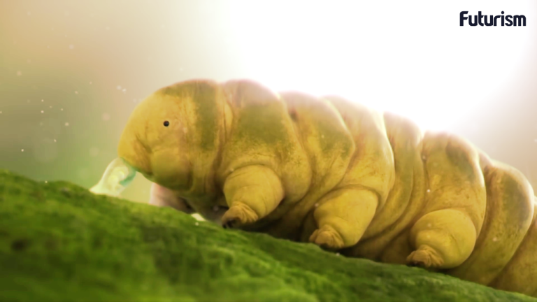 Turns Out Water Bears Are Not “Genetic Thieves” After All