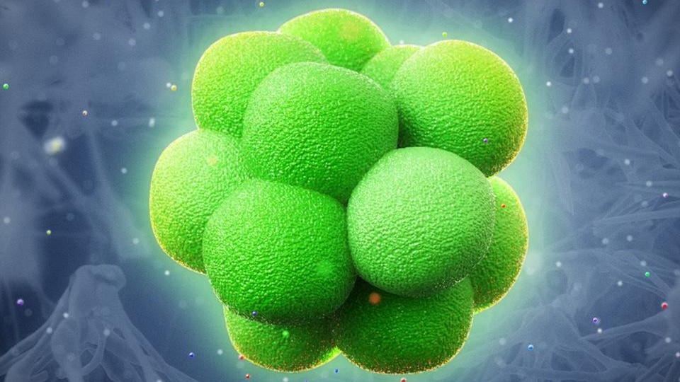 cell
