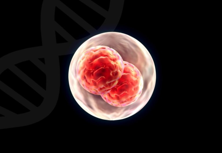 Scientists are Growing Human Organs Inside Pigs and Sheep for Transplant